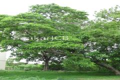 Gyrocarpus americanus